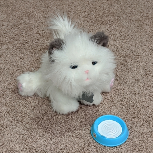 cuddles dream kitten